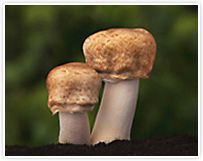 「神のきのこ」と呼ばれる