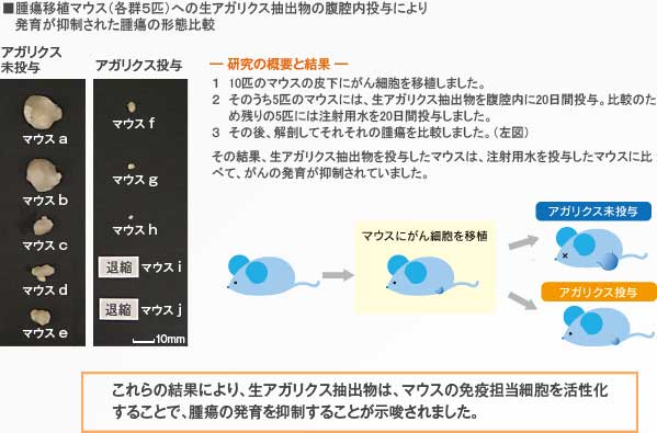 免疫力を高める