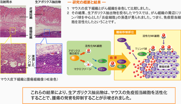 これらの結果により、生アガリクス抽出物は、マウスの免疫担当細胞を活性化することで、腫瘍の発育を抑制することが示唆されました。