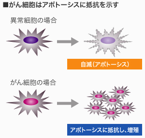 がん細胞はアポトーシスに抵抗を示す