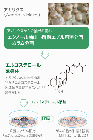 アガリクス エルゴステロール添加実験