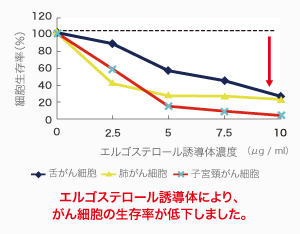 エルゴステロール導入体により、がん細胞の生存率が低下しました。