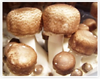 アガリクスはいろいろ活用できる