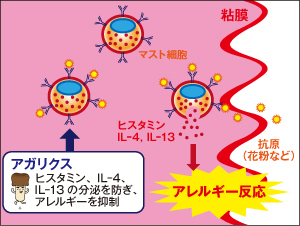 マスト細胞の働きとアガリクスとマイタケの作用