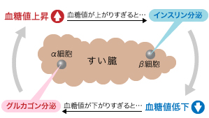 図1：すい臓での血糖値調整のメカニズム