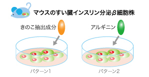 図2：インスリン分泌活性測定